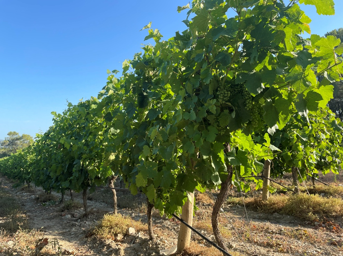 Fertirrigation de la vigne