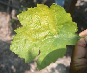 vigne-carence-azote-feuilles-jaunes