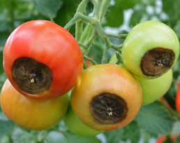Nécrose apicale de la tomate