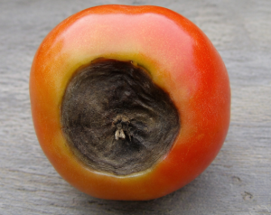 tomates avec nécroses apicales