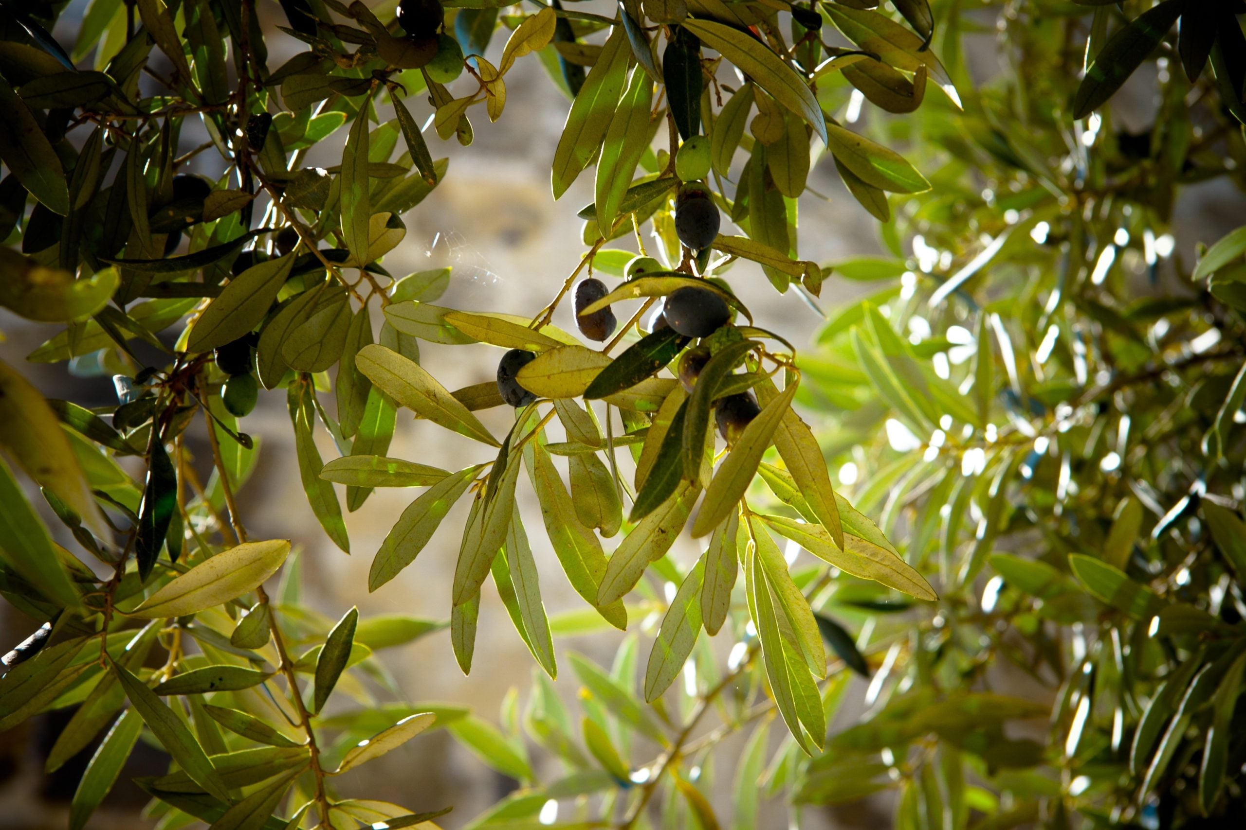 Engrais foliaire oliviers