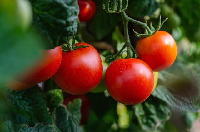 Engrais foliaire pour tomates