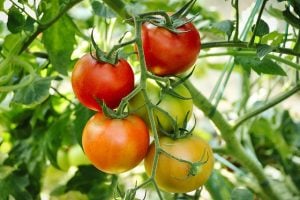 engrais foliaires pour tomates