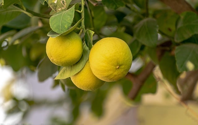Engrais foliaires pour agrumes