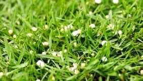 Guide de fertilisation des pelouses : calendrier, opérations, techniques, produits