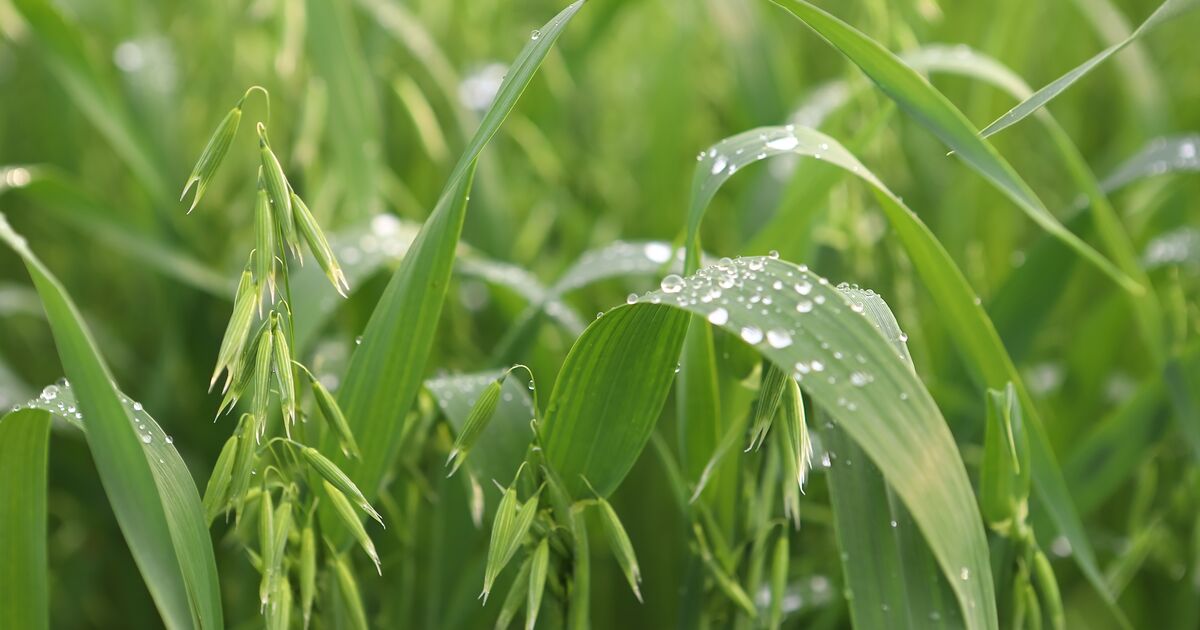 Sulfate de Potasse : Composition, utilisation et bonnes pratiques d’application
