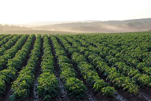Engrais foliaire pomme de terre