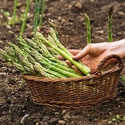 Spargel