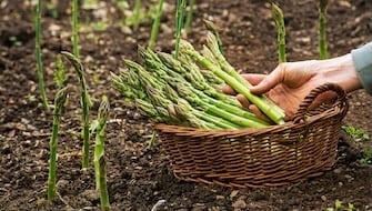 Spargel