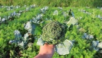 Brokkoli