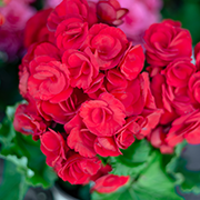 Crop image