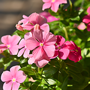 Crop image