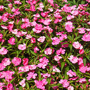 Crop image