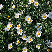 Crop image