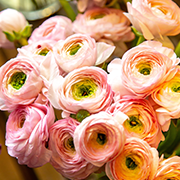 Crop image