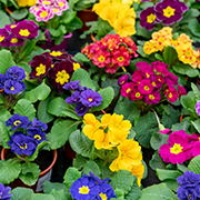 Crop image