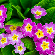 Crop image