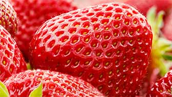 Importancia de los bioestimulantes para una agricultura sostenible