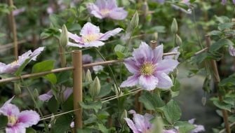 Guía sobre Fertilizantes Nitrogenados