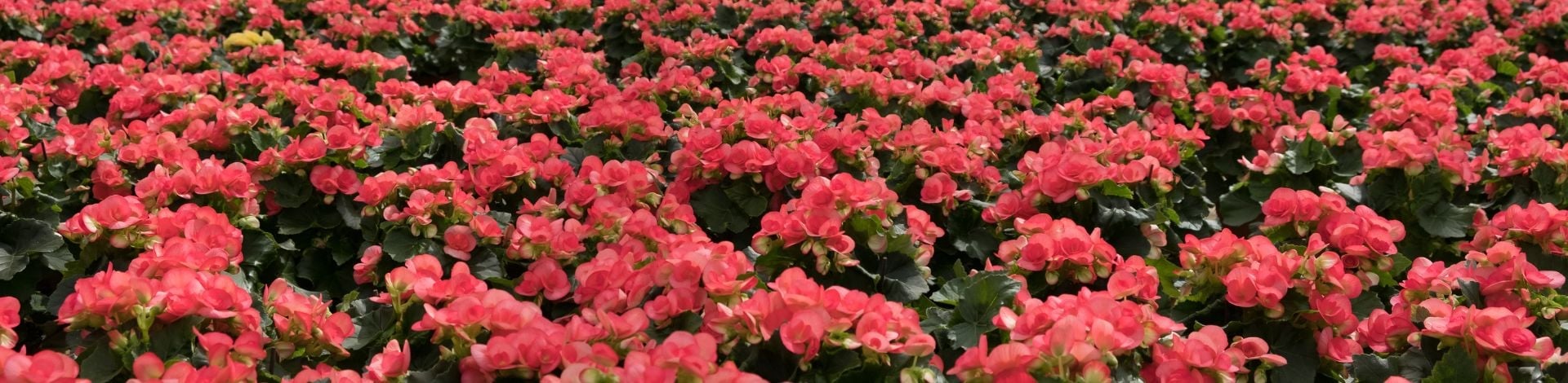 Begonia Elatior