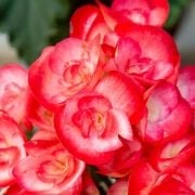Begonia Elatior