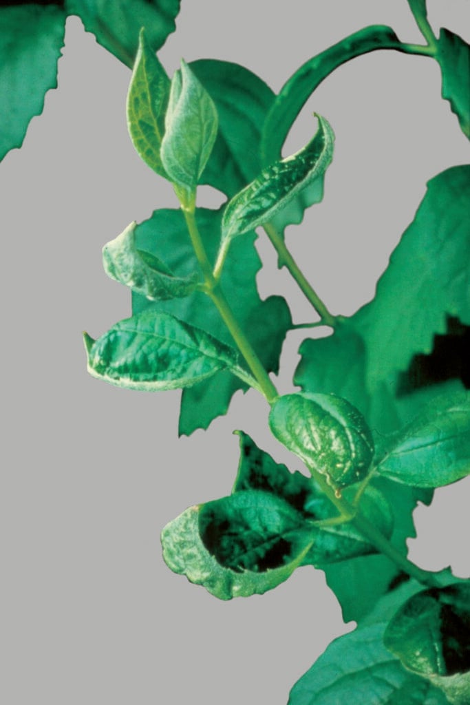 Philadelphus with yellowing, deformations, and marginal necrosis on young leaves