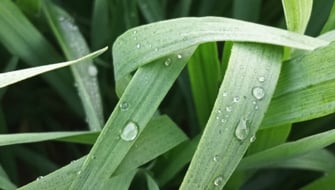 Eficiencia Foliar: Cuando cada nutriente cuenta