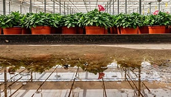 Calidad del agua y absorción del Ca en los nuevos sustratos