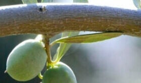 Cómo la nutrición foliar favorece el rendimiento y la tolerancia al estrés en olivar