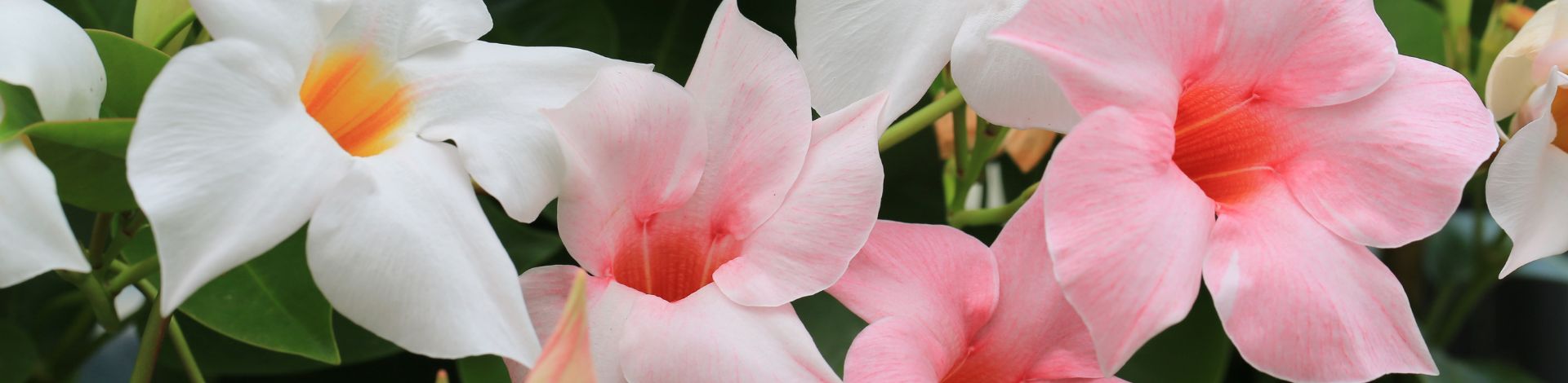 Mandevilla x sanderi
