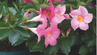 Mandevilla