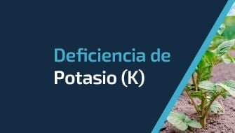 Entendiendo y Controlando la Deficiencia de Potasio (K)