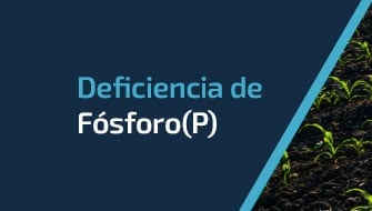 Entendiendo y Controlando la Deficiencia de Fósforo (P)