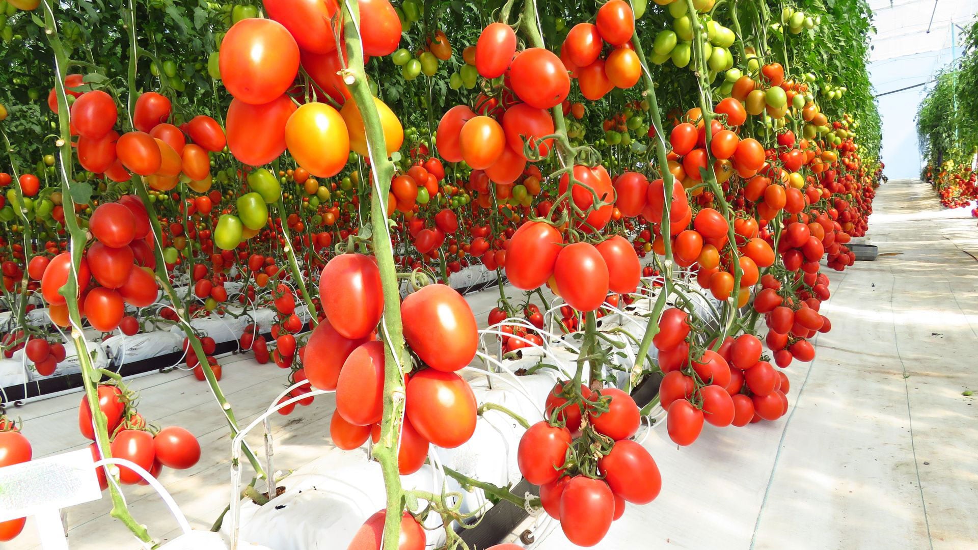 Cultivo de tomate