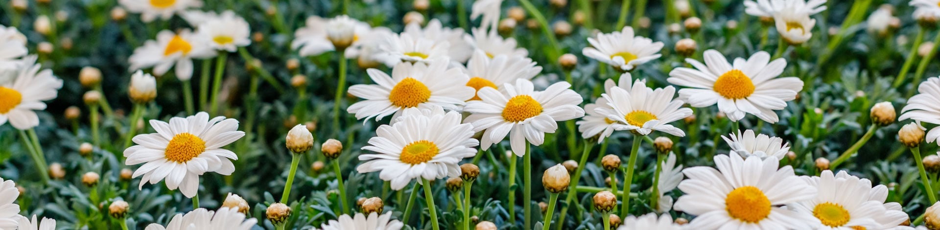 Argyranthemum