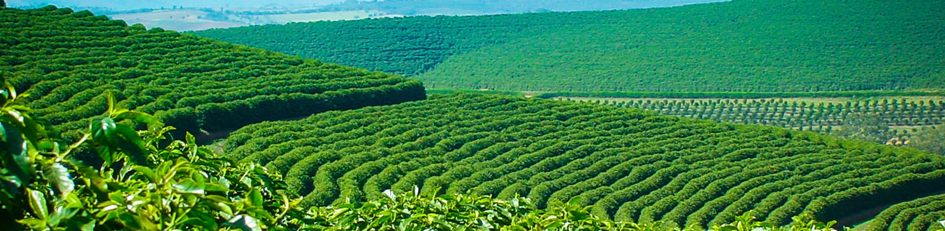 Triplus Icl Linha Triplus | ICL Brazil