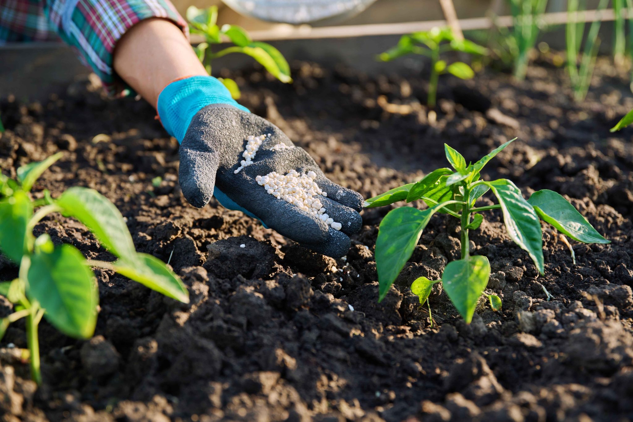 Entenda o que é fertilizante e qual a sua importância | ICL Brazil