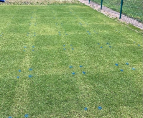 Trial plot at week 2