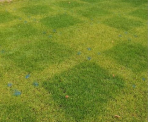 Trial plot at week 4