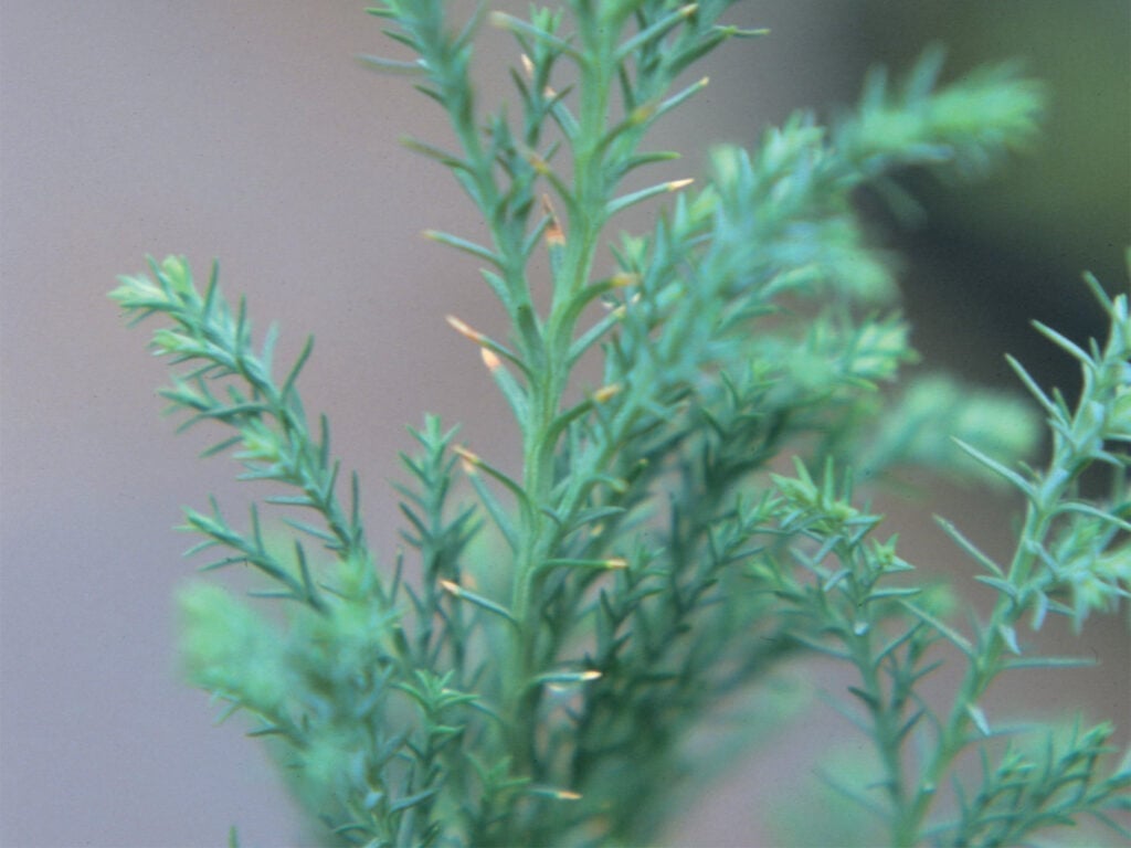 Necrotic leaf tips in Chamaecyparis lawsoniana 'Ellwoodii'