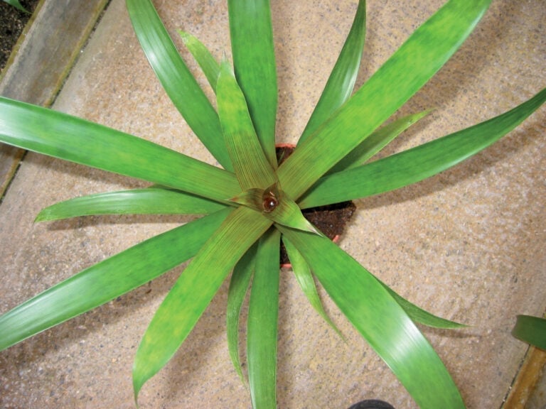 Yellowish spots on Guzmania leaves