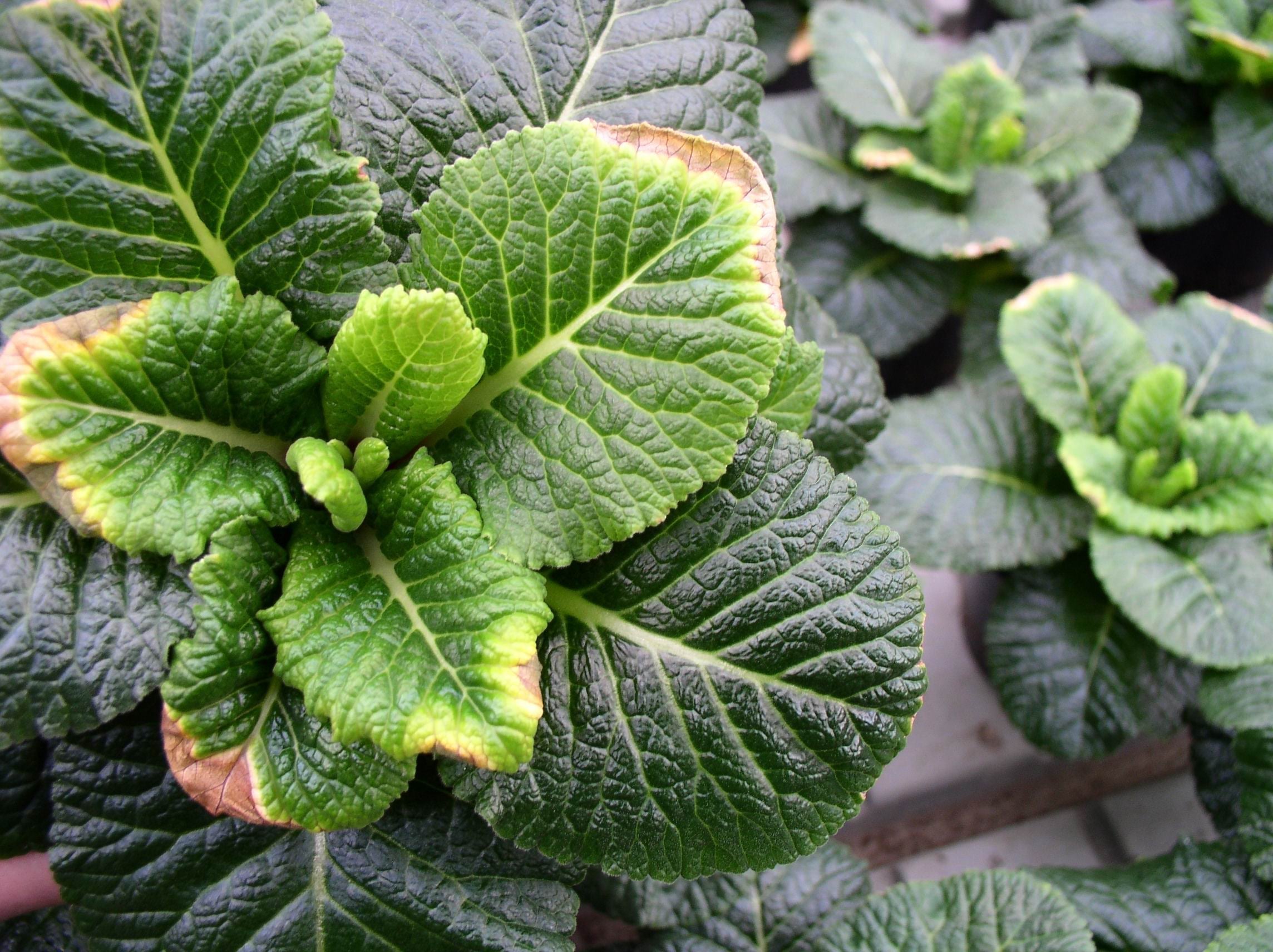 Primula with yellowing and necrotic leaf edges.