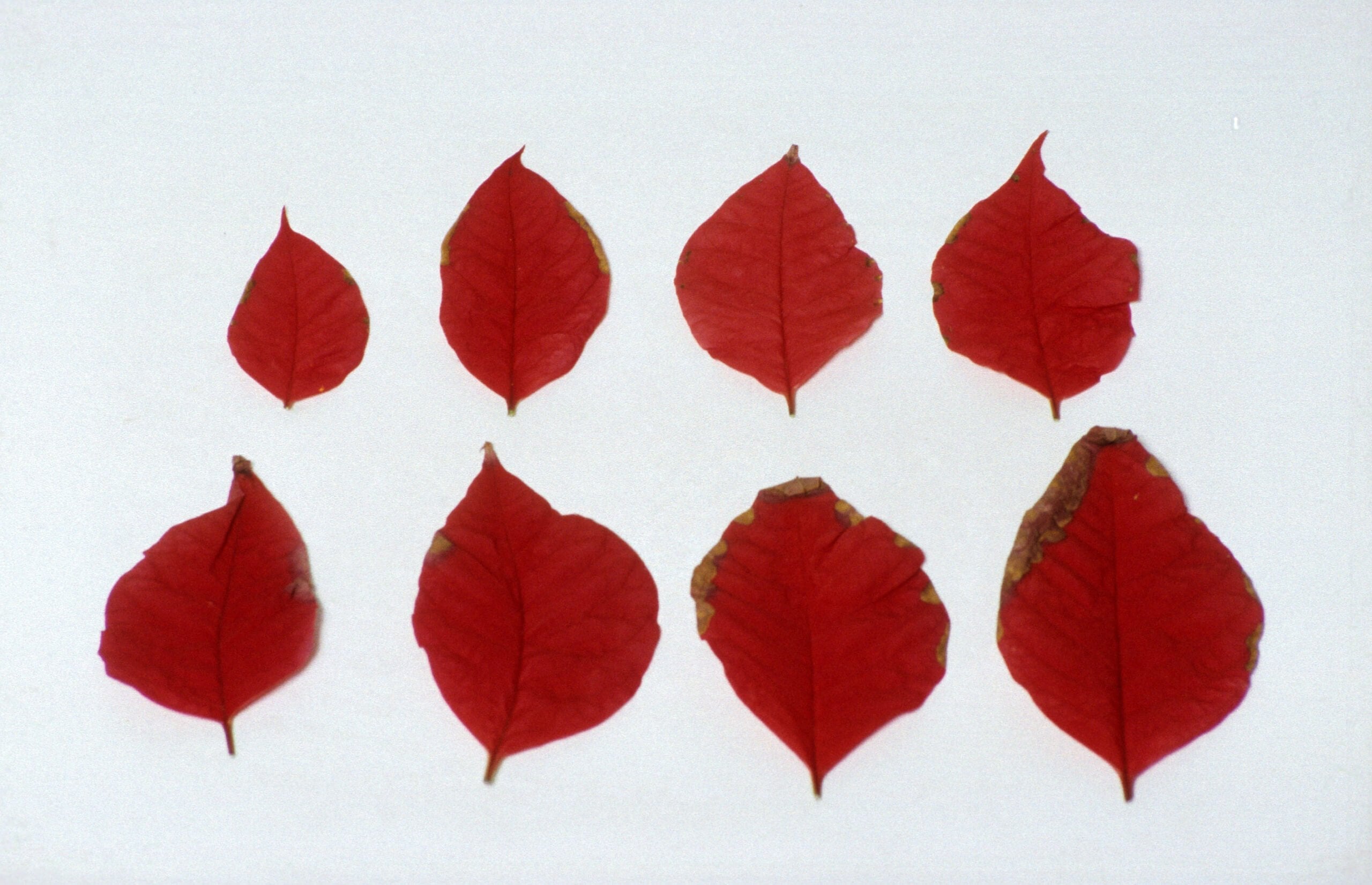 Bracts of Poinsettia with marginal necrosis.