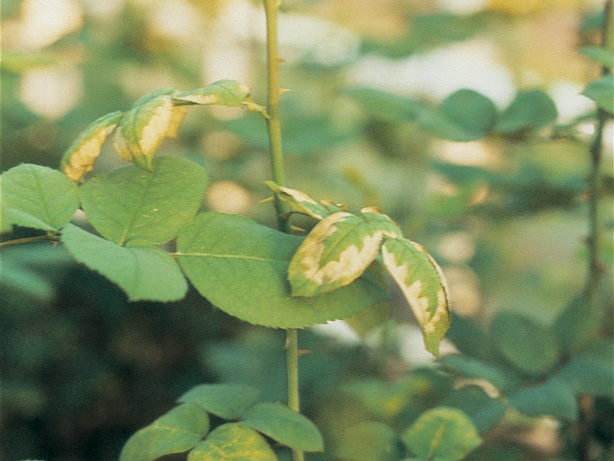 Necrotic leaves of Rosa