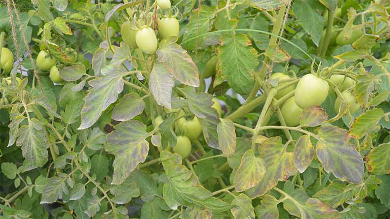西红柿植株缺磷症状表现