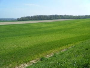 Carenza di zolfo su grano (Francia).