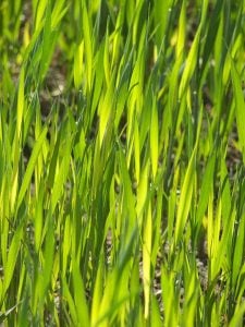 Carenza di zolfo su grano (Francia).