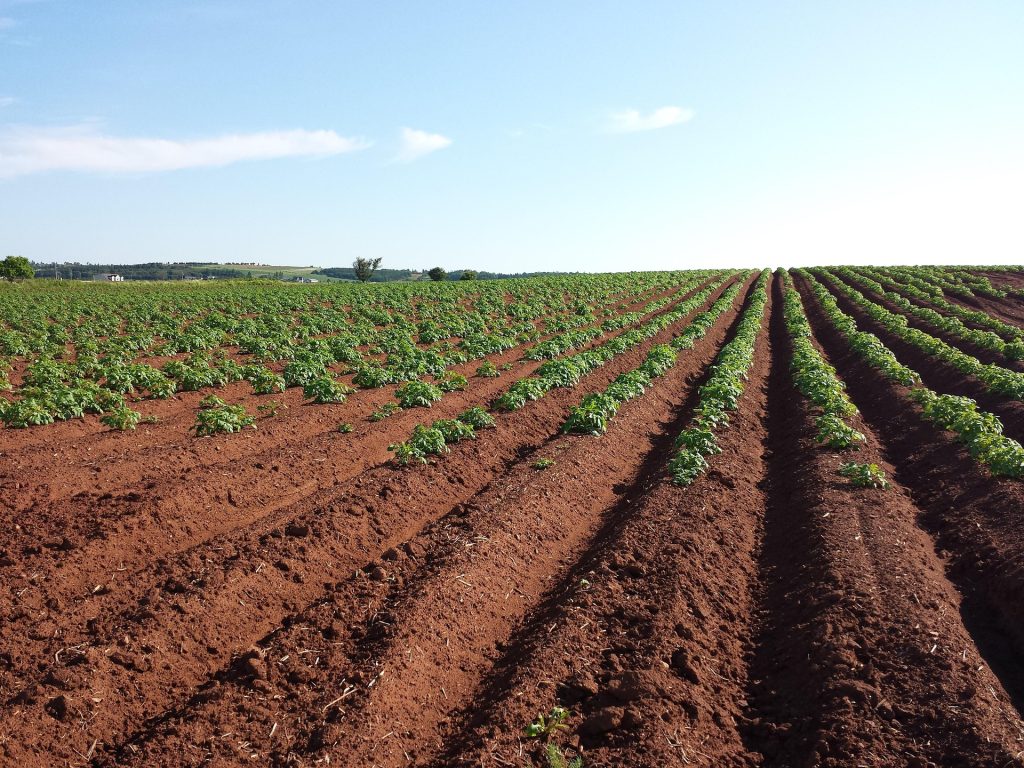Campo di patate.
