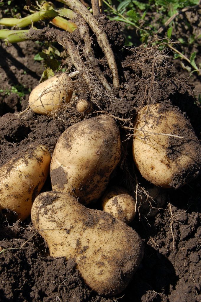 Aapparato radicale della pianta delle patate.