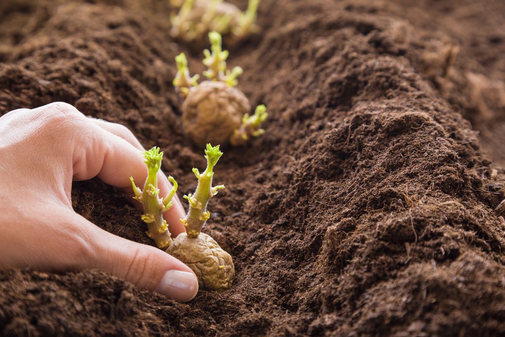 Saper come e quando piantare un ortaggio è il primo passo per ottenere un ottimo raccolto.